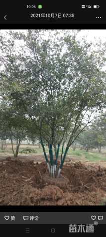 60公分丛生朴树