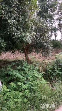 高度120厘米茶花-贝拉大玫瑰