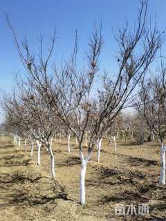 15公分美国红枫