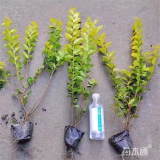 高度55厘米金叶女贞