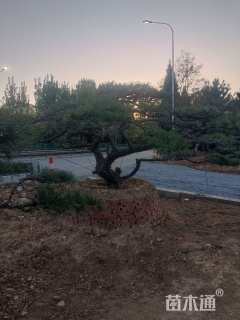 42公分造型油松