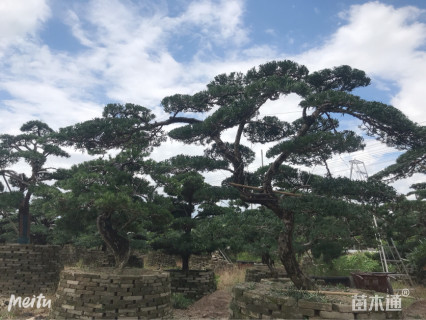 17公分造型罗汉松