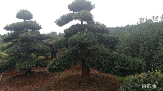 移栽苗造型罗汉松