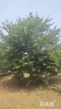 25公分染井吉野樱