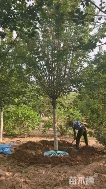 10公分暴马丁香