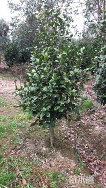 高度4000厘米茶花-红露珍