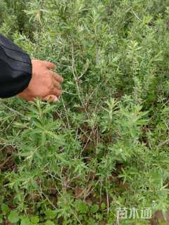 高度71厘米沙棘