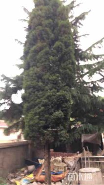 高度6000厘米塔柏
