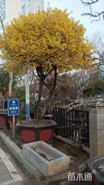 高度350厘米连翘