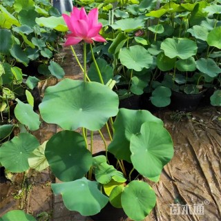 高度80厘米荷花