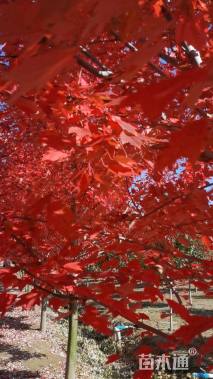 18公分美国红枫-红冠