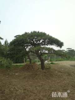 30公分造型油松