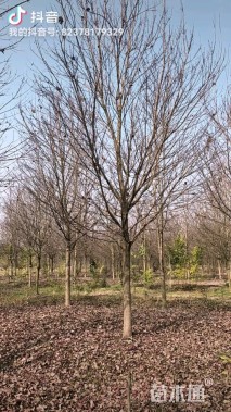 16公分美国红枫