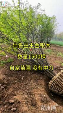 高度500厘米丛生金银木