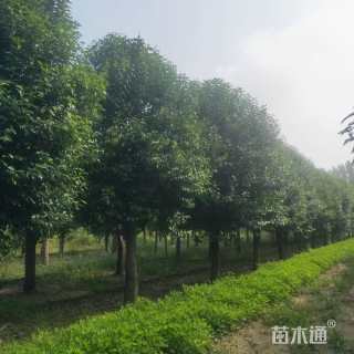 15公分大叶女贞