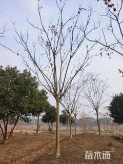 14公分黄山栾树