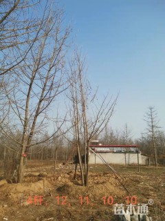 10公分丛生银杏