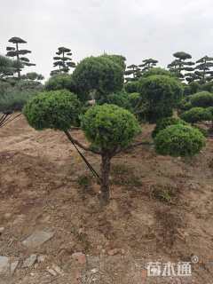 11公分造型黑松