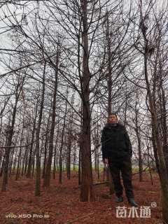 18公分墨西哥落羽杉