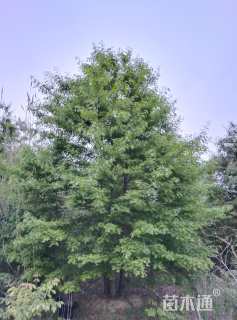 8公分(5杆)丛生娜塔栎