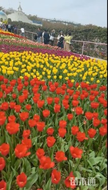 高度30厘米郁金香