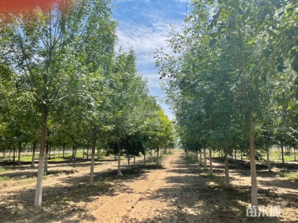 15公分老式白蜡