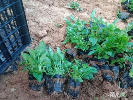 高度10厘米紫花地丁