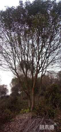 40公分丛生香樟