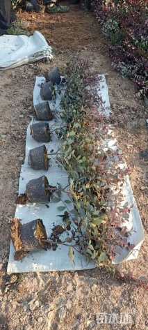 高度40厘米红花继木