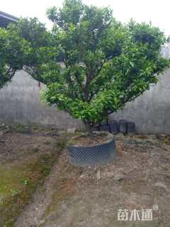 移栽苗砂糖桔
