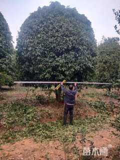 高度350厘米丛生桂花