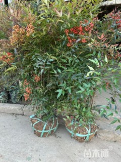 高度100厘米熊掌木小苗