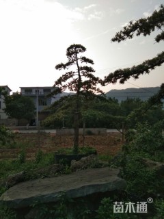 容器苗造型罗汉松