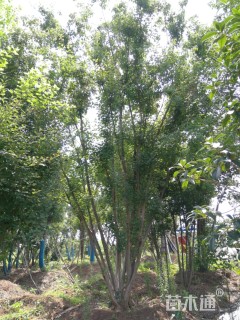 高度900厘米丛生三角枫