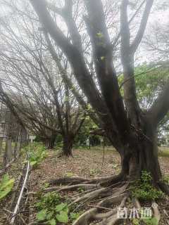100公分高山榕