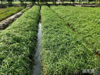 高度40厘米旱伞草