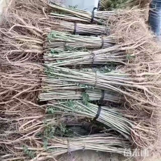 高度50厘米紫穗槐