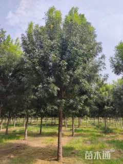 18公分秋紫白蜡