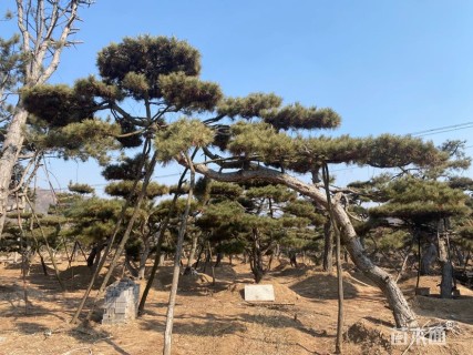 高度500厘米油松