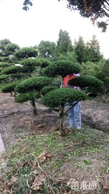 10公分造型黄杨