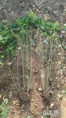 高度100厘米棣棠