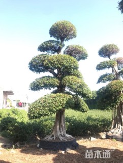 50公分造型小叶榕