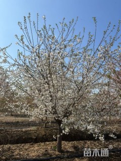 15公分染井吉野樱