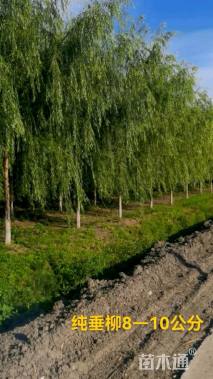 9公分垂柳