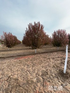 15公分绚丽海棠