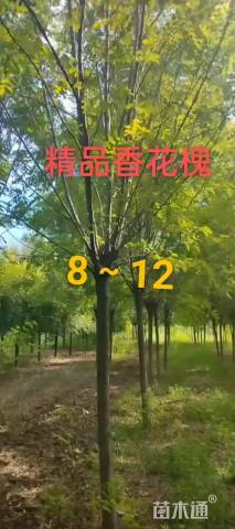8公分香花槐