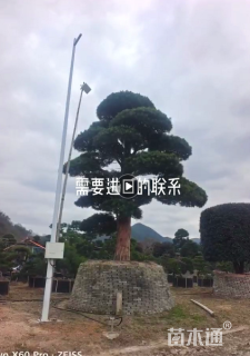 15公分造型五针松