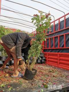 高度100厘米蔷薇
