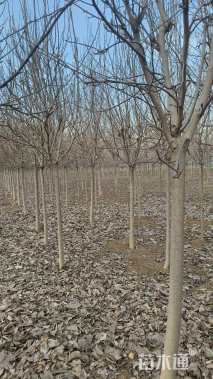 10公分二乔玉兰