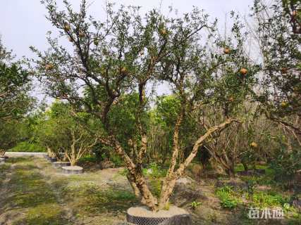 高度400厘米石榴